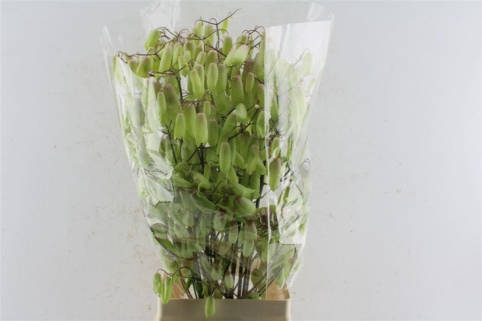 <h4>Kal Adans Green Apple</h4>