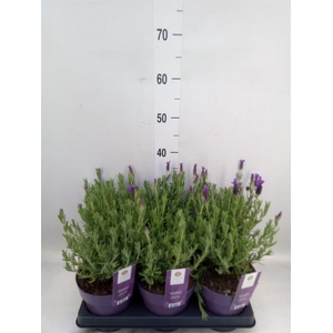 Lavandula stoec. 'Anouk'