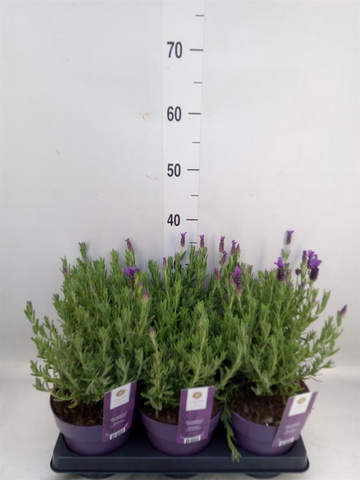<h4>Lavandula stoec. 'Anouk'</h4>