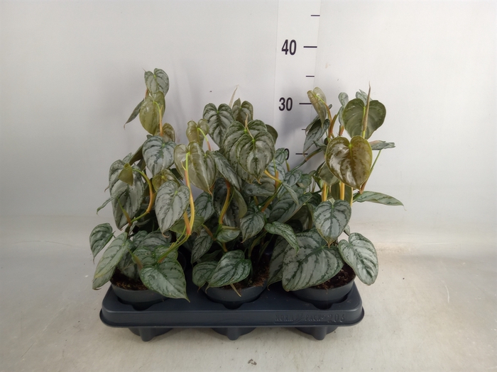 <h4>Philodendron brandtianum</h4>