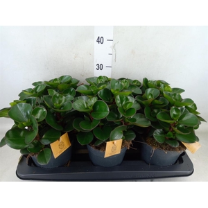 Peperomia obt. 'Burning Bush'