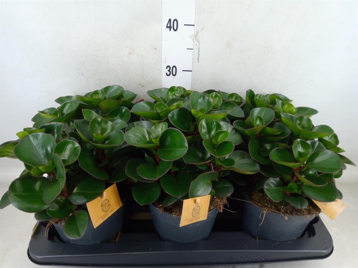 <h4>Peperomia obt. 'Burning Bush'</h4>
