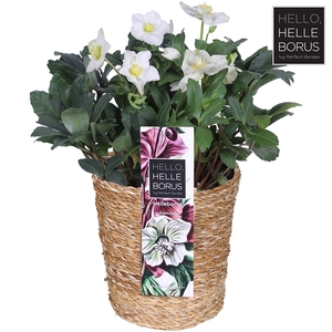 Helleborus niger 'Christmas Carol' P19 (Seagrass Basket)