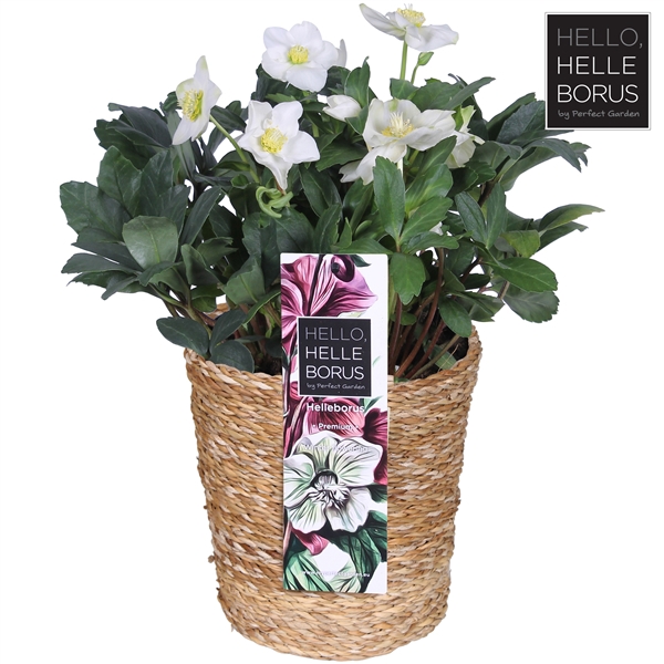 <h4>Helleborus niger 'Christmas Carol' P19 (Seagrass Basket)</h4>