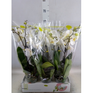Phalaenopsis   ...white