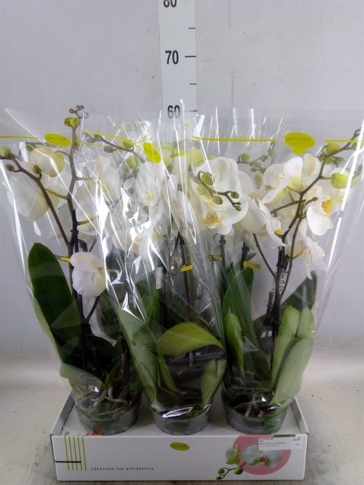 <h4>Phalaenopsis   ...white</h4>