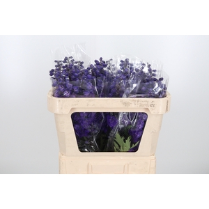 Delphinium El Christel