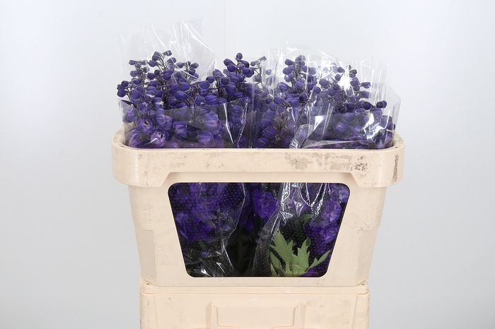<h4>Delphinium El Christel</h4>