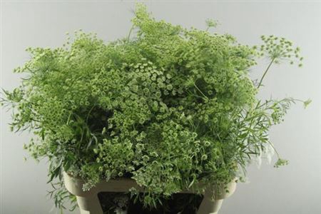 <h4>Ammi Majus</h4>