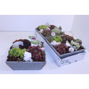 ARR SEMPERVIVUM