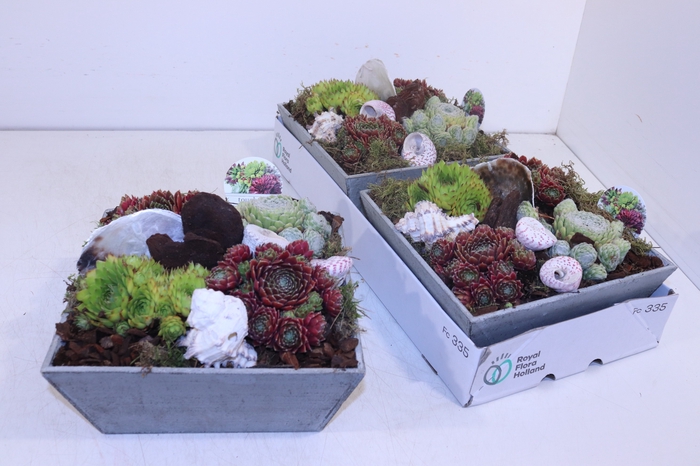 <h4>ARR SEMPERVIVUM</h4>