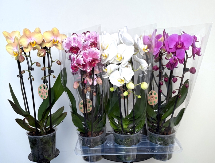 <h4>PHAL EL CASCADE</h4>