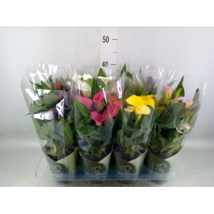 Zantedeschia   ...mix