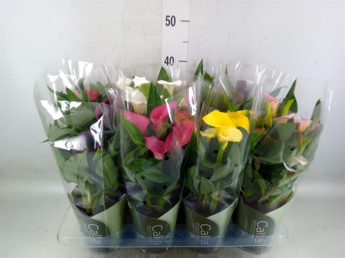 <h4>Zantedeschia   ...mix</h4>