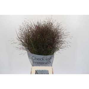 Panicum virgatum 'Warrior'