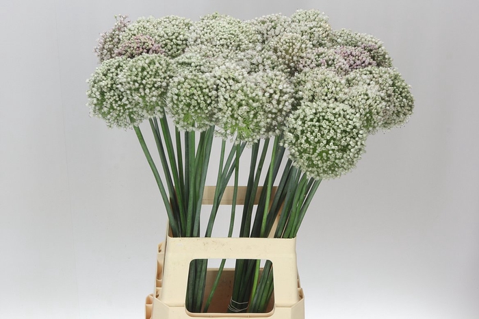 <h4>Allium Kenton</h4>