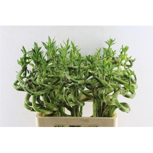 Drac S Lucky Bamboo