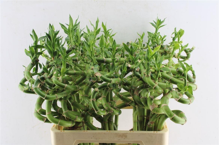 <h4>Drac S Lucky Bamboo</h4>