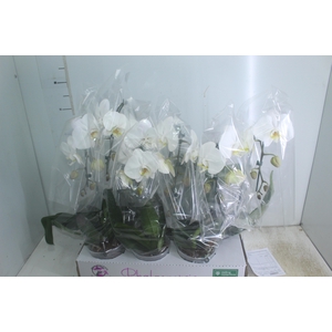 PHALAENOPSIS CASCATA P15 BRANCO MIN 5 FLS