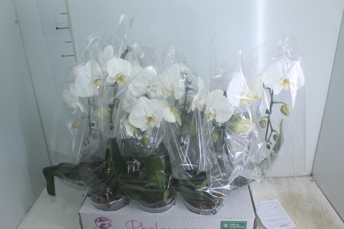 <h4>PHALAENOPSIS CASCATA P15 BRANCO MIN 5 FLS</h4>