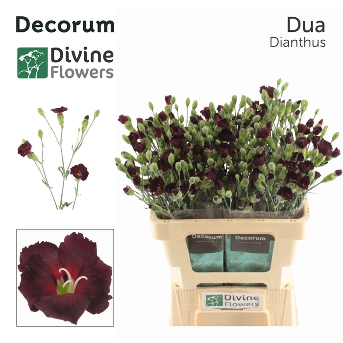 <h4>Dianthus TR 'Solomio Dua'</h4>