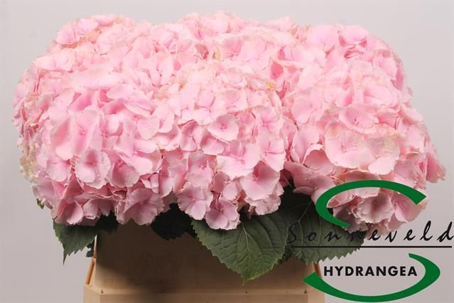 <h4>HYDR M CH VERENA</h4>