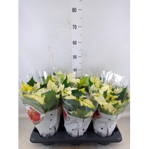 Euphorbia pulc. 'Alaska'