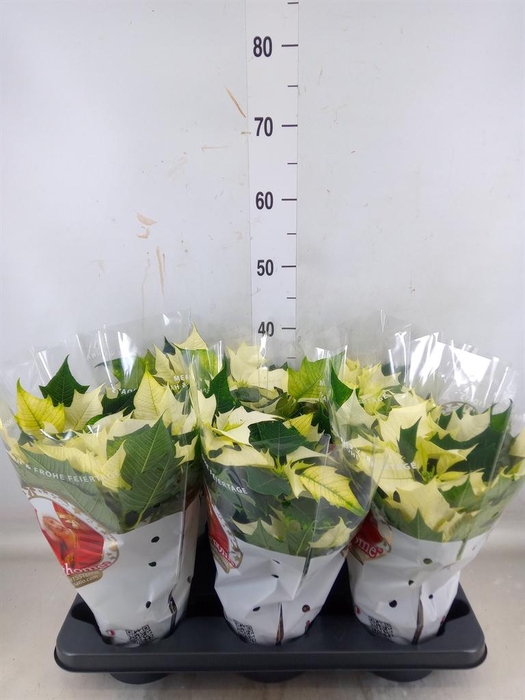 <h4>Euphorbia pulc. 'Alaska'</h4>