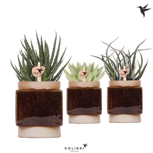 Kolibri Greens Succulenten mix in Classy Cube pot