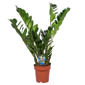 Zamioculcas zamiifolia