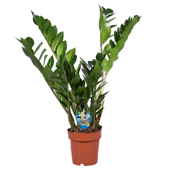 <h4>Zamioculcas zamiifolia</h4>