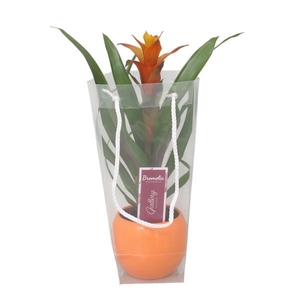 Guzmania Variada in oranje bolpot in blanco draagtas