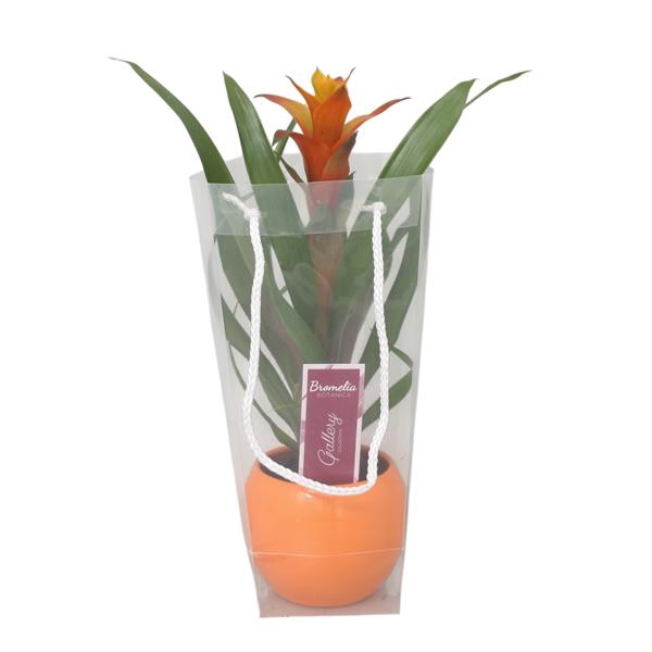 <h4>Guzmania Variada in oranje bolpot in blanco draagtas</h4>