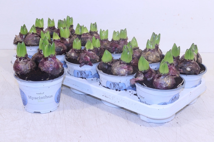 <h4>HYACIN BLUE PEARL</h4>