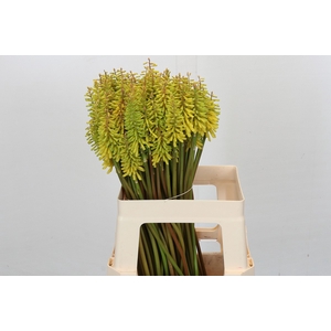 KNIP SUN YELLOW
