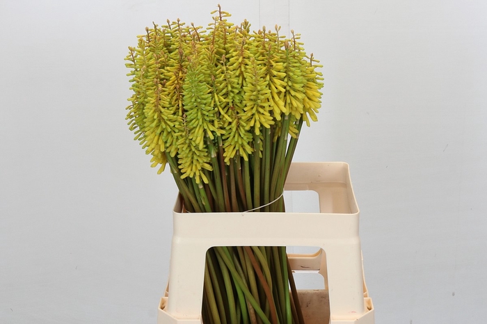 <h4>KNIP SUN YELLOW</h4>
