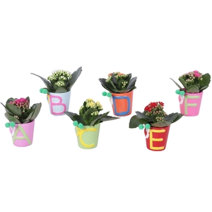 Thank you Teacher Arr. Indoor Ceramic Pot ABC Ø07cm 1PP