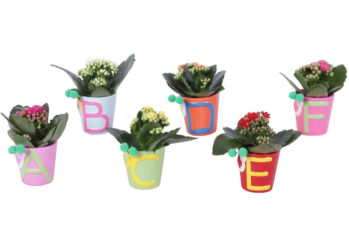 <h4>Thank you Teacher Arr. Indoor Ceramic Pot ABC Ø07cm 1PP</h4>