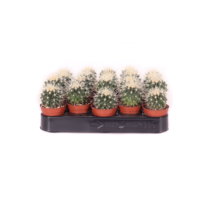 <h4>Echinocactus grusonii 5,5 cm</h4>