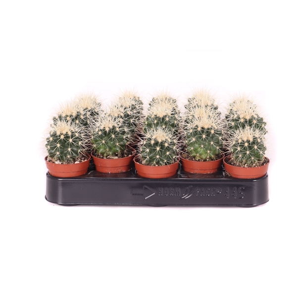 <h4>Echinocactus grusonii 5,5 cm</h4>