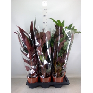 Calathea   ...mix