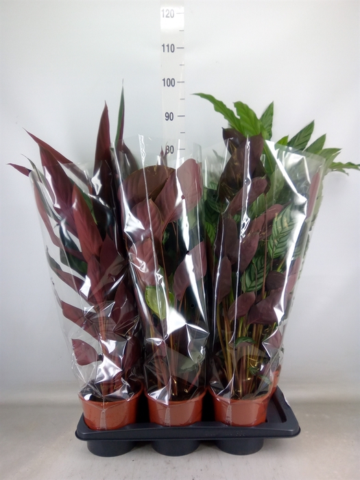<h4>Calathea   ...mix</h4>