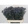 Eryngium Blue Dynamite