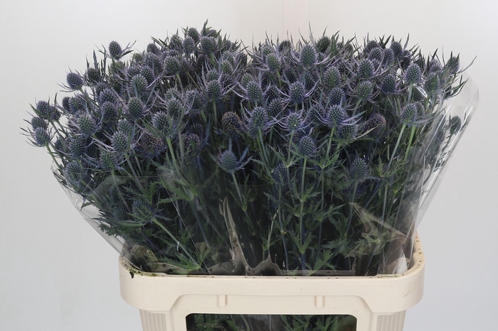 Eryngium Blue Dynamite