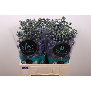 Delph Du Guard Blue