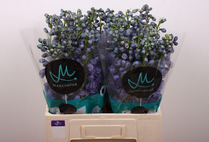 <h4>Delph Du Guard Blue</h4>
