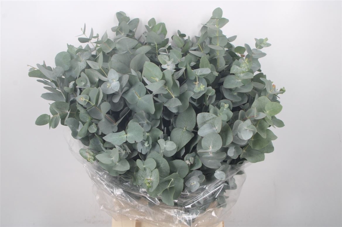 <h4>Euc Cinerea Per Bunch 400 Gram Super</h4>
