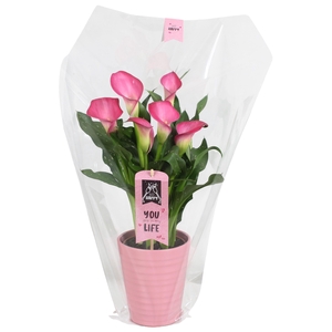 Zantedeschia Zazu Calla Valentijn roze in Esmee keramiek
