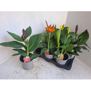 CANNA CANNOVA MIX P17