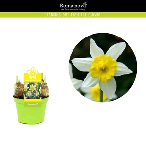 Narcissus Topolino 9cm